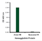Anti-Avian Influenza H5N1 Hemagglutinin (IN1) antibody produced in goat affinity isolated antibody