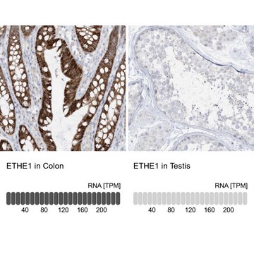 Anti-ETHE1 antibody produced in rabbit Prestige Antibodies&#174; Powered by Atlas Antibodies, affinity isolated antibody, buffered aqueous glycerol solution, ab1