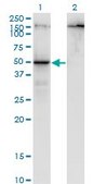 Monoclonal Anti-PARD6B antibody produced in mouse clone 1C4, purified immunoglobulin, buffered aqueous solution