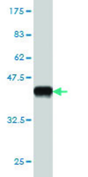 Monoclonal Anti-BARHL1 antibody produced in mouse clone 1B7, purified immunoglobulin, buffered aqueous solution