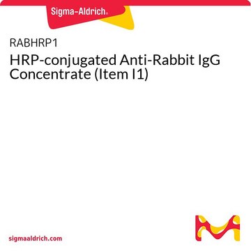 HRP-conjugated Anti-Rabbit IgG Concentrate (Item I1)