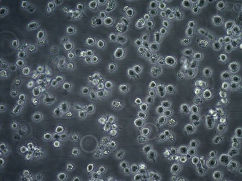 ALMC-1 Plasma Cell Myeloma Cell Line