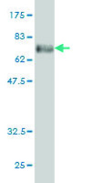 Monoclonal Anti-PHKG1 antibody produced in mouse clone 2G6, purified immunoglobulin, buffered aqueous solution