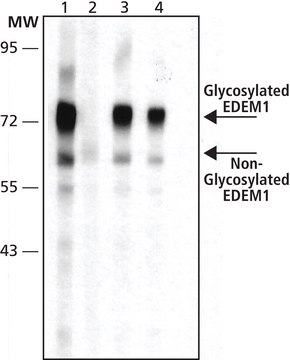 Anti-&lt; EDEM1 兔抗 affinity isolated antibody, buffered aqueous solution