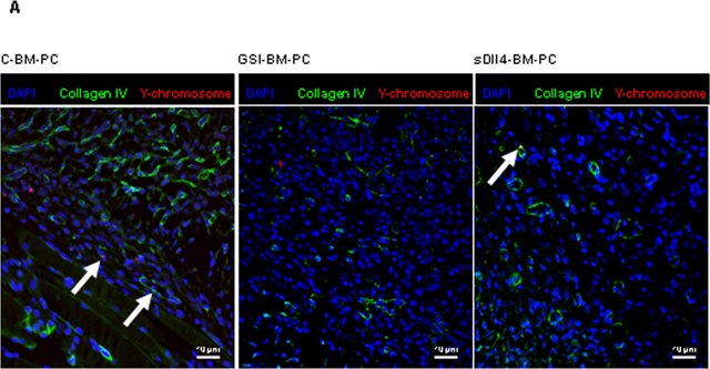 Anti-Collagen Type IV Antibody Chemicon&#174;, from goat