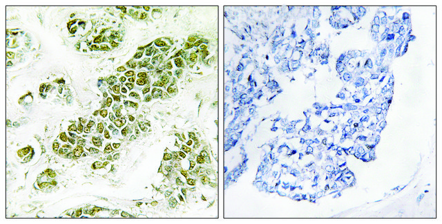 Anti-EIF2 &#945; antibody produced in rabbit affinity isolated antibody