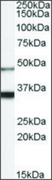 Anti-HCRTR1 antibody produced in goat affinity isolated antibody, buffered aqueous solution