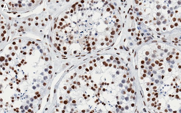 Anti-SMARCA2 Antibody, clone 3E14 ZooMAb&#174; Rabbit Monoclonal recombinant, expressed in HEK 293 cells