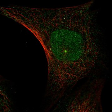 Anti-Jade1 Antibody Produced In Rabbit Prestige Antibodies® Powered by Atlas Antibodies, affinity isolated antibody, buffered aqueous glycerol solution