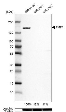 Anti-TMF1 antibody produced in rabbit Prestige Antibodies&#174; Powered by Atlas Antibodies, affinity isolated antibody, buffered aqueous glycerol solution