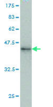 Monoclonal Anti-RNF190 antibody produced in mouse clone 5E10, purified immunoglobulin, buffered aqueous solution