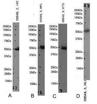 Anti-IDO2 (C-terminal) antibody produced in goat affinity isolated antibody, buffered aqueous solution