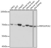 Anti-PEPCK/PCK2 antibody produced in rabbit