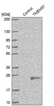 Anti-TMEM97 antibody produced in rabbit Prestige Antibodies&#174; Powered by Atlas Antibodies, affinity isolated antibody, buffered aqueous glycerol solution