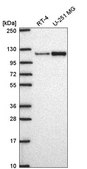 Anti-MTHFD1L antibody produced in rabbit Prestige Antibodies® Powered by Atlas Antibodies, affinity isolated antibody