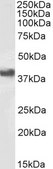 Anti-CD32/FCGR2B antibody produced in goat affinity isolated antibody, buffered aqueous solution