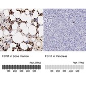 Anti-FCN1 antibody produced in rabbit Ab1, Prestige Antibodies® Powered by Atlas Antibodies, affinity isolated antibody, buffered aqueous glycerol solution