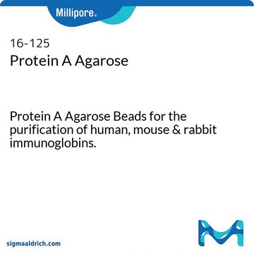 Protein A Agarose Protein A Agarose Beads for the purification of human, mouse &amp; rabbit immunoglobins.