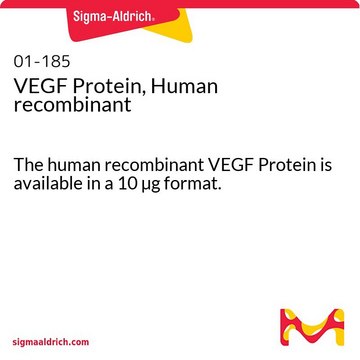 VEGF蛋白，人重组 The human recombinant VEGF Protein is available in a 10 &#181;g format.