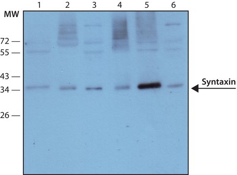 Monoclonal Anti-Syntaxin antibody produced in mouse clone HPC-1, ascites fluid