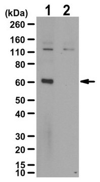 Anti-phospho TFEB (Ser142) Antibody from rabbit, purified by affinity chromatography