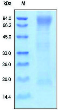 HAVCR1/KIM1/TIM1 human recombinant, expressed in HEK 293 cells, &#8805;90% (SDS-PAGE)