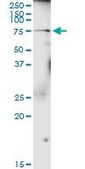 Anti-GALNT4 antibody produced in rabbit purified immunoglobulin, buffered aqueous solution