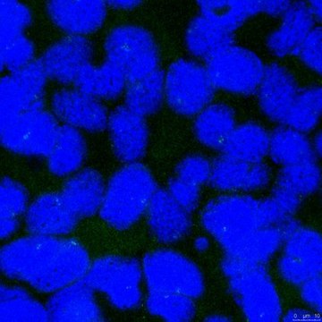 Anti-CP110 Antibody, clone 140-195-5 clone 140-195-5, from mouse