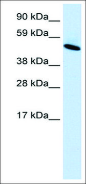 Anti-INSM1 antibody produced in rabbit affinity isolated antibody