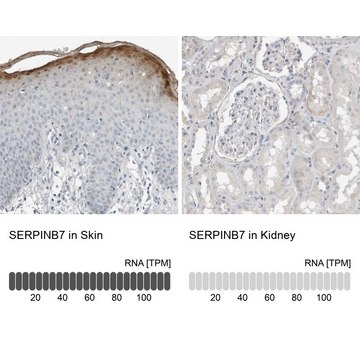 抗-SERPINB7 兔抗 Prestige Antibodies&#174; Powered by Atlas Antibodies, affinity isolated antibody, buffered aqueous glycerol solution