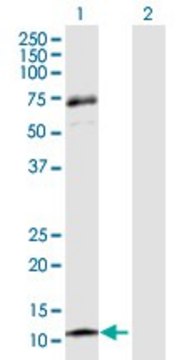 Anti-CCL13 antibody produced in rabbit purified immunoglobulin, buffered aqueous solution