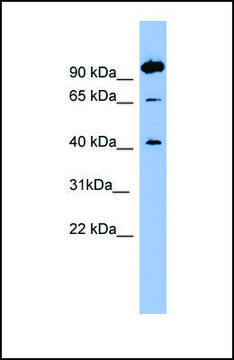 Anti-NTSR1, (N-terminal) antibody produced in rabbit affinity isolated antibody