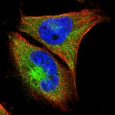 Anti-GPX1 antibody produced in rabbit Prestige Antibodies® Powered by Atlas Antibodies, affinity isolated antibody, buffered aqueous glycerol solution