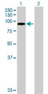 Anti-ZNF274 antibody produced in mouse purified immunoglobulin, buffered aqueous solution