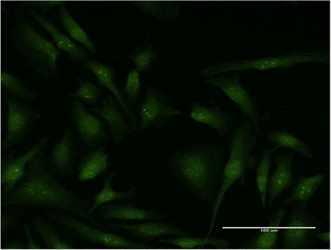 Monoclonal Anti-EIF4G2 antibody produced in mouse clone 3E4, purified immunoglobulin, buffered aqueous solution