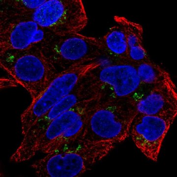 Anti-GDPD5 antibody produced in rabbit Prestige Antibodies&#174; Powered by Atlas Antibodies, affinity isolated antibody