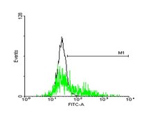 Anti-GPR143 antibody produced in mouse purified immunoglobulin, buffered aqueous solution