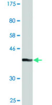 Monoclonal Anti-GLRX2 antibody produced in mouse clone 3E9, purified immunoglobulin, buffered aqueous solution