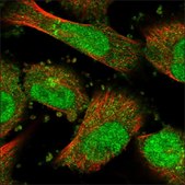 Anti-BHLHE40 antibody produced in rabbit Prestige Antibodies® Powered by Atlas Antibodies, affinity isolated antibody, buffered aqueous glycerol solution