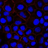 Anti-EGFR Antibody, clone 7F12.1 clone 7F12.1, from mouse