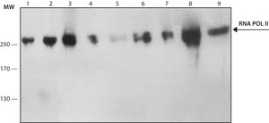 Monoclonal Anti−phospho−RNA polymerase II CTD (pSer5) antibody produced in rat clone 1H4B6, purified from hybridoma cell culture