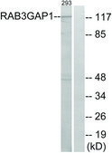 Anti-RAB3GAP1 antibody produced in rabbit affinity isolated antibody