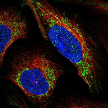 Anti-LRP11 antibody produced in rabbit Prestige Antibodies&#174; Powered by Atlas Antibodies, affinity isolated antibody