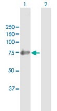 Anti-SHC4 antibody produced in mouse purified immunoglobulin, buffered aqueous solution