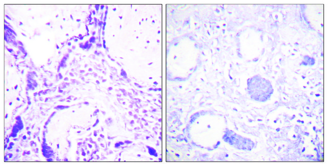 抗 PPAR-&#947; 兔抗 affinity isolated antibody