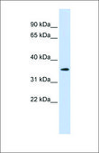 Anti-GPR6 antibody produced in rabbit affinity isolated antibody