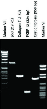 Pwo DNA 聚合酶