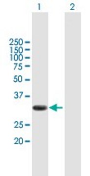 Anti-PIM2 antibody produced in mouse purified immunoglobulin, buffered aqueous solution