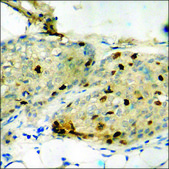 Anti-phospho-RFWD2 (pSer387) antibody produced in rabbit affinity isolated antibody