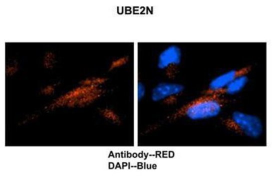 Anti-UBE2N (AB2) antibody produced in rabbit IgG fraction of antiserum